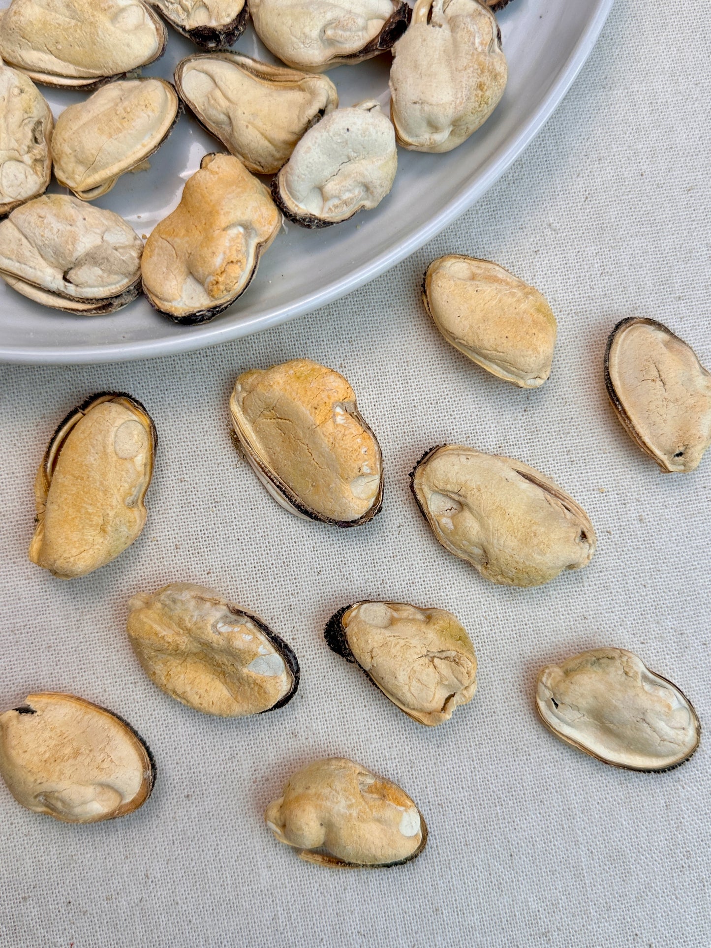 Freeze-Dried Blue-Lipped Mussel