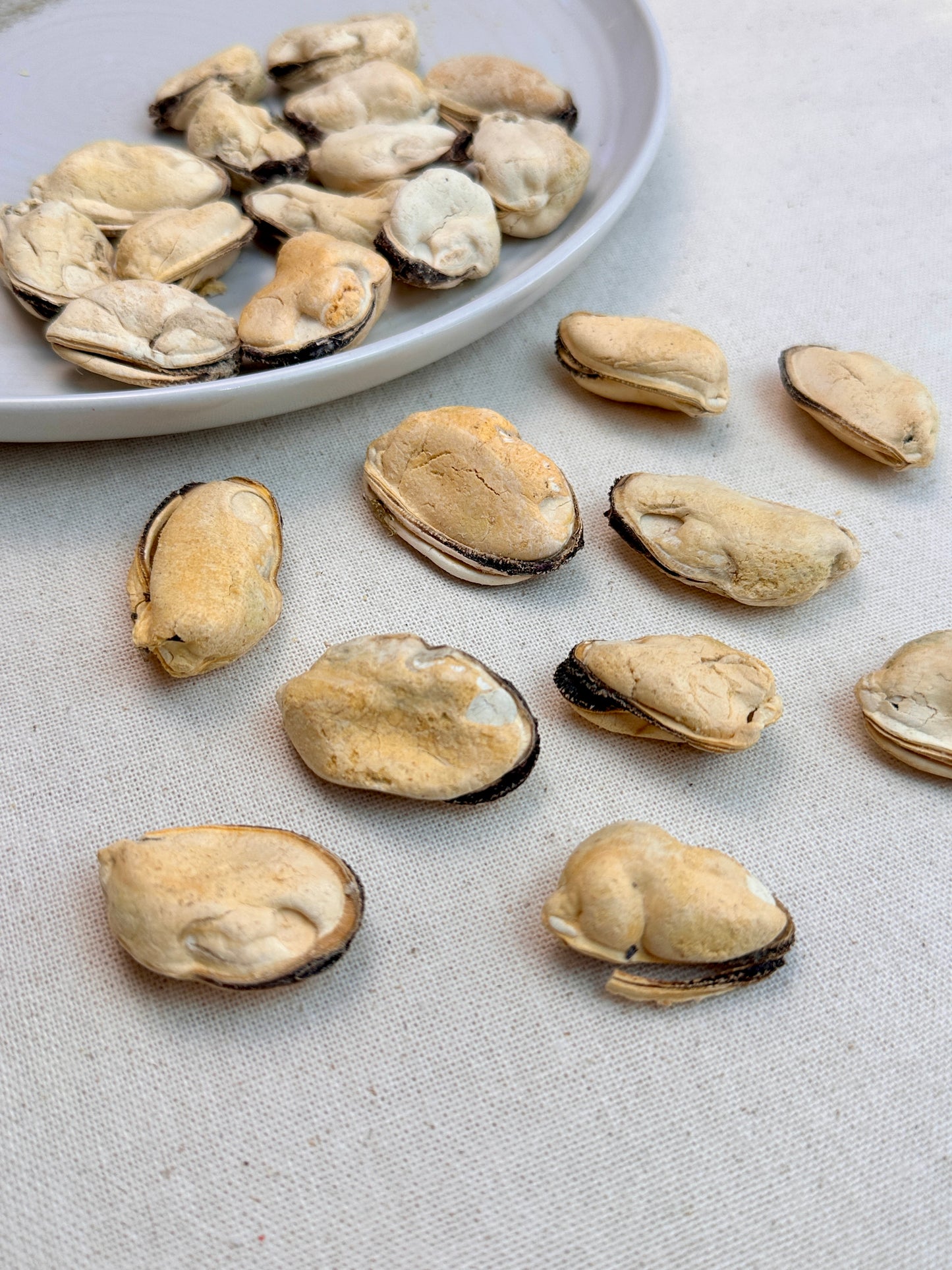 Freeze-Dried Blue-Lipped Mussel