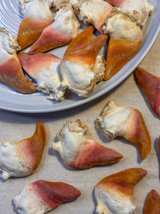 Freeze Dried Surf Clam