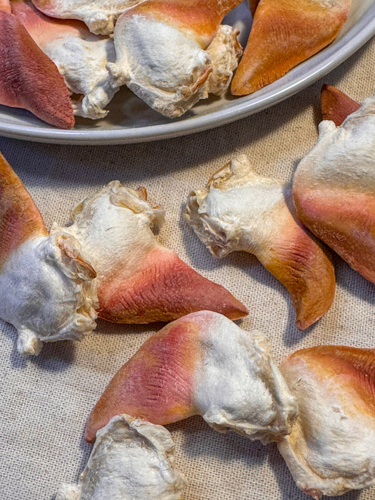 Freeze Dried Surf Clam